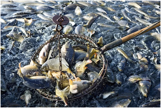 Ekstrudert fôr vs pelletfôr, prosess bestemmer dominans (图3)