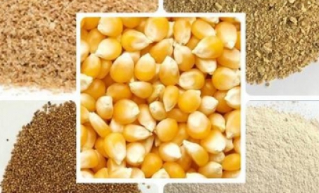 Effekten av partikkelstørrelse på fôrkvaliteten